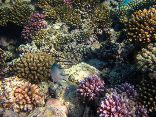 Marine inhabitants of the coral reef of the Red Sea. Undersea world