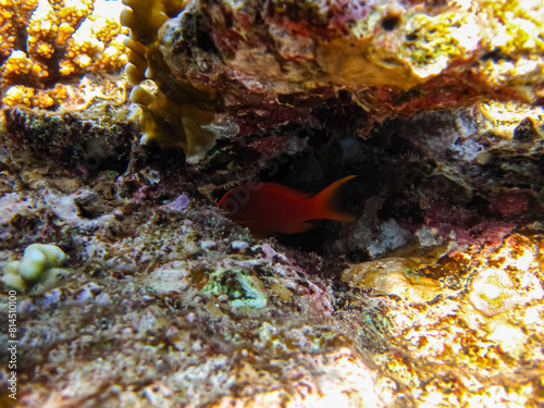 Marine inhabitants of the coral reef of the Red Sea. Undersea world