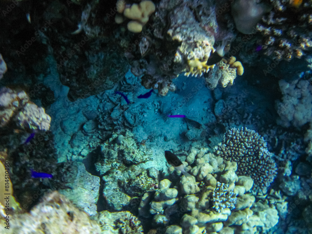 Marine inhabitants of the coral reef of the Red Sea. Undersea world Marine inhabitants of the coral reef of the Red Sea. Undersea world