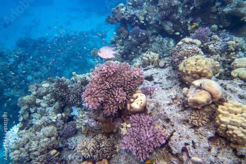 Fototapeta Naklejka Na Ścianę i Meble -  Colorful, picturesque coral reef at the bottom of tropical sea, Cauliflower Coral, underwater landscape