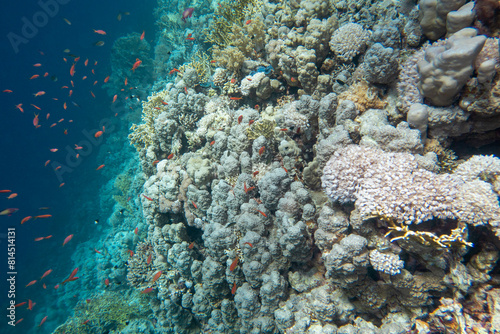 Fototapeta Naklejka Na Ścianę i Meble -  Colorful, picturesque coral reef at the bottom of tropical sea, hard corals and fishes Anthias, underwater landscape