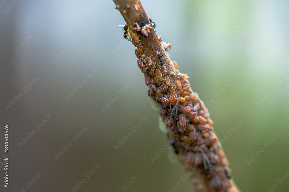 Nature's Microcosm: Macro Details of Swarm on Branch