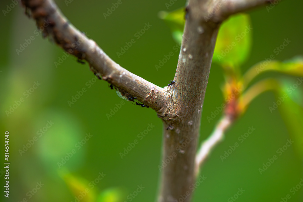 Microcosm in Motion: Macro Details of Tree Branch with Walking Ants Microcosm in Motion: Macro Details of Tree Branch with Walking Ants
