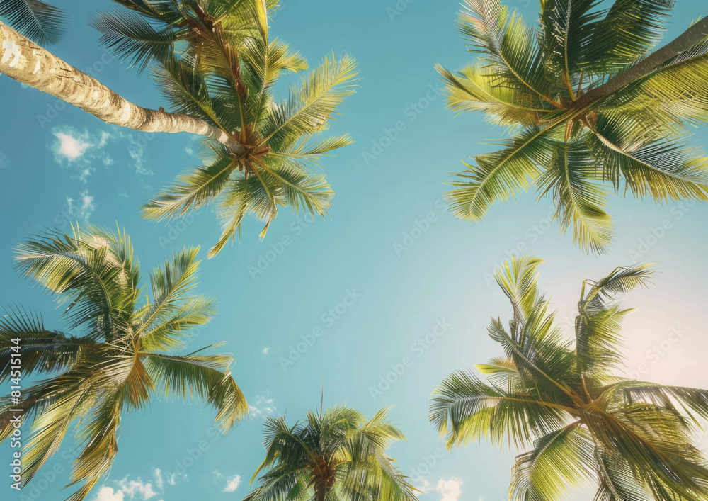 Beautiful palm tree close up, looking up towards sky, creating a pattern in the summer sunshine Beautiful palm tree close up, looking up towards sky, creating a pattern in the summer sunshine