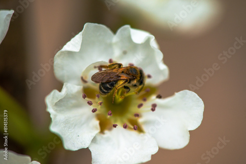 bee on flower