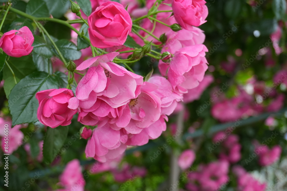rose garden in spring rose garden in spring