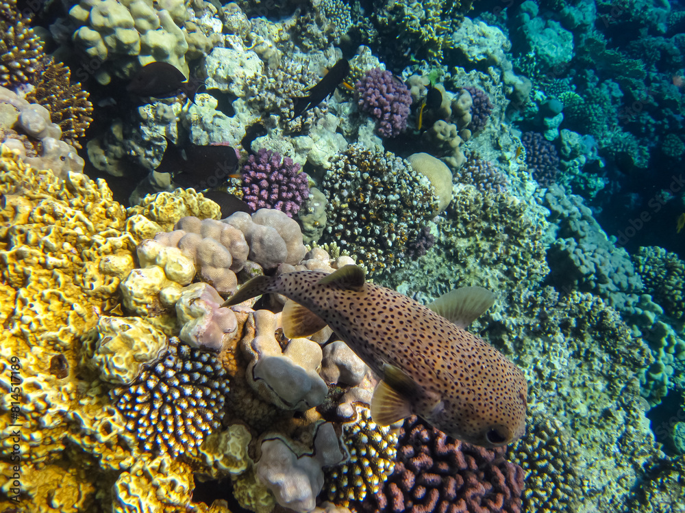 Long-spined hedgehog fish or Diodon hystrix in the expanses of the coral reef of the Red Sea. Undersea world. Sea fish. Long-spined hedgehog fish or Diodon hystrix in the expanses of the coral reef of the Red Sea. Undersea world. Sea fish.