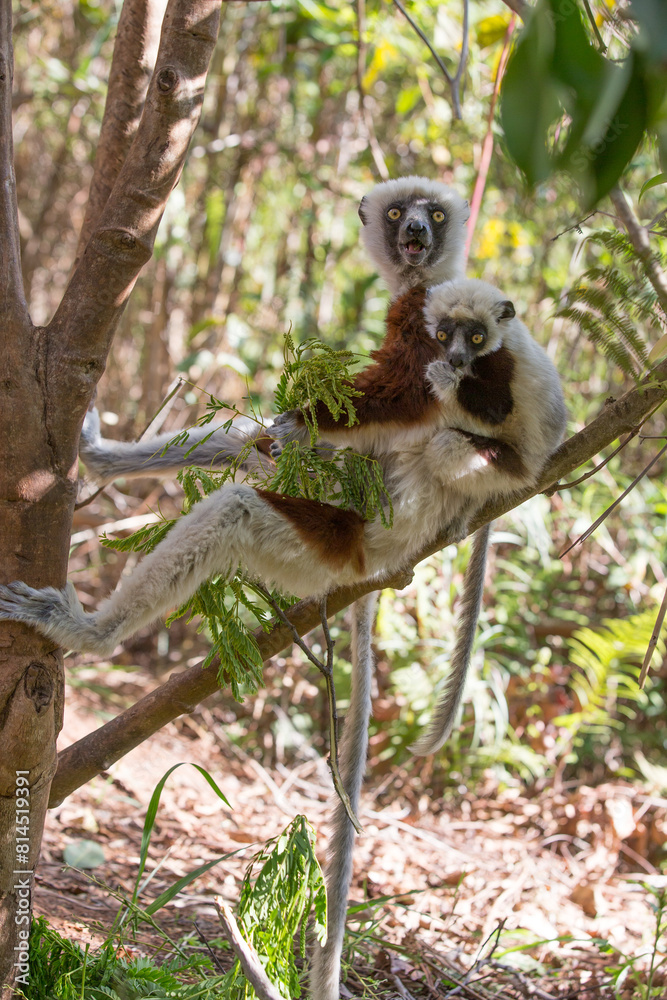 Obraz premium Africa, Madagascar, Anosy, Berenty Reserve. Ring-tailed lemur, Lemur catta. Portrait of a female and baby.