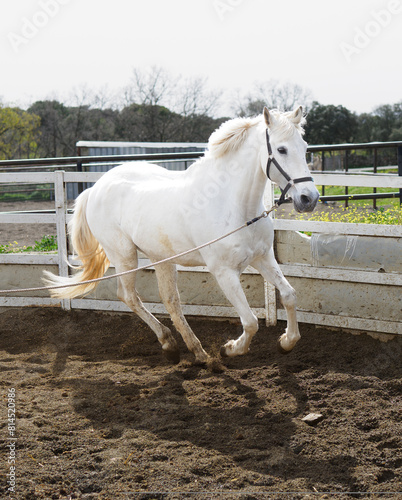 Caballo Blanco Estatico y al Galope