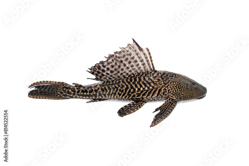 hypostomus plecostomus isolated on white background photo