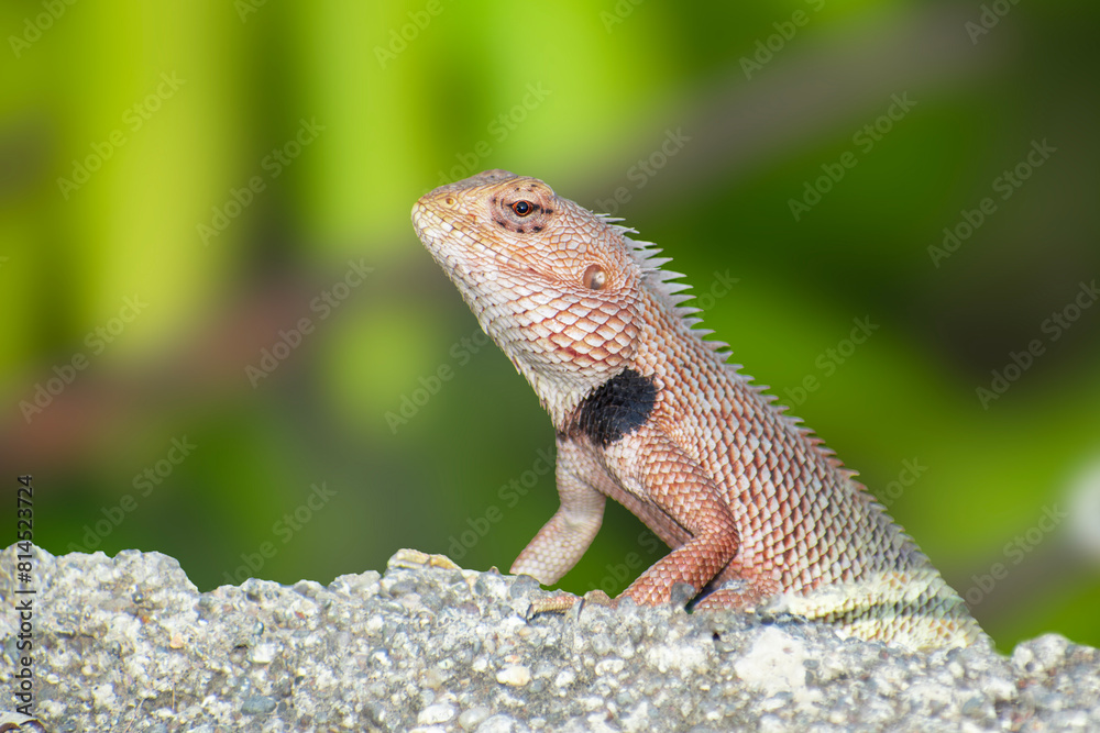 The oriental garden lizard, also called the eastern garden lizard, Indian garden lizard The oriental garden lizard, also called the eastern garden lizard, Indian garden lizard