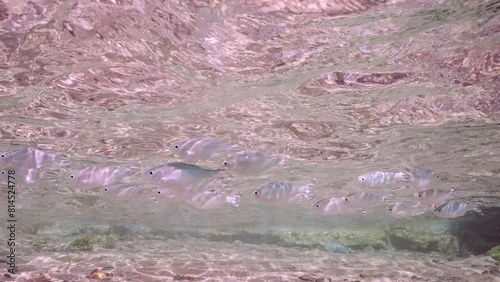 Shoal of Barred flagtail, Fiveband flagtail or Five-bar flagtail (Kuhlia mugil) floats on shallow water under waves over sandy bottom on sunny day in sunrays, Slow motion photo