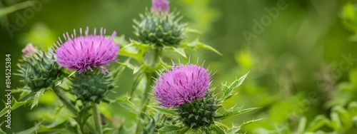 Close-up of spiny plumeless thistle flowers with green blurred background photo