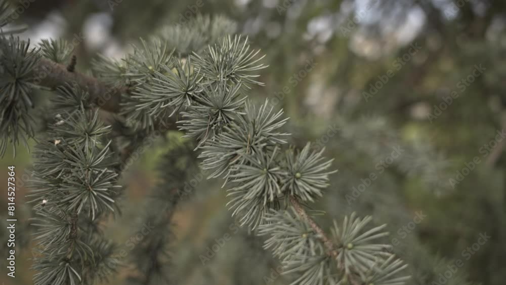 Trees and leaves moving in cloudy weather, slow motion