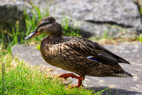 Anas platyrhynchos, female mallard duck in park.