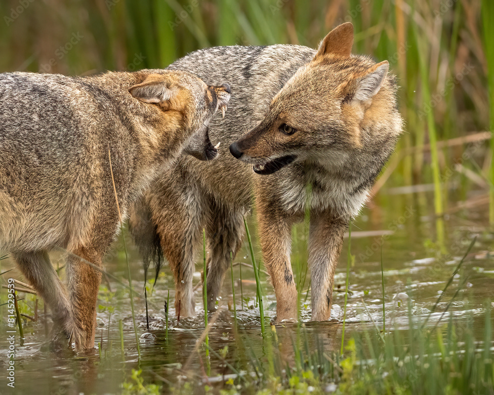 Obraz premium Golden jackal