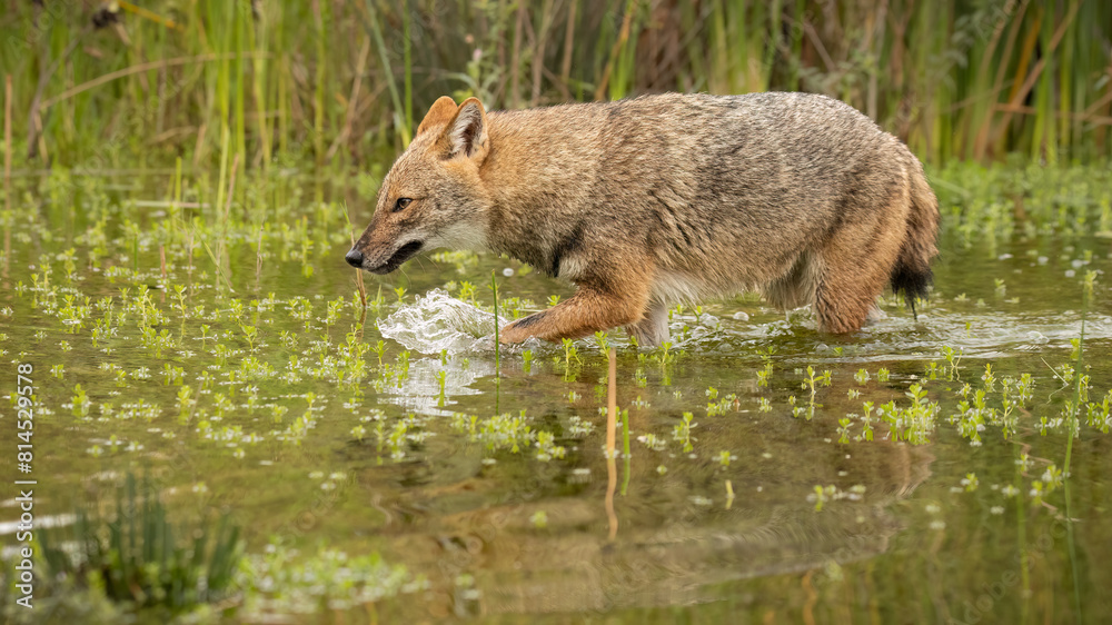 Golden jackal Golden jackal