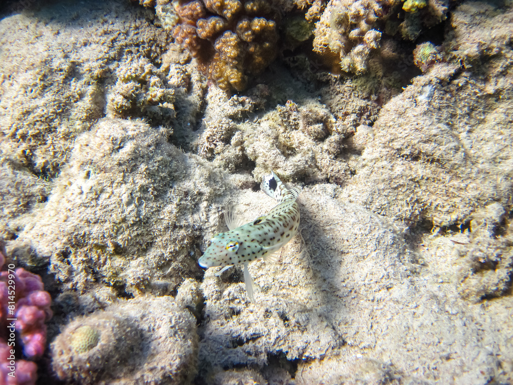 The sandperches in the expanses of the coral reef of the Red Sea. Undersea world. Sea fish. The sandperches in the expanses of the coral reef of the Red Sea. Undersea world. Sea fish.