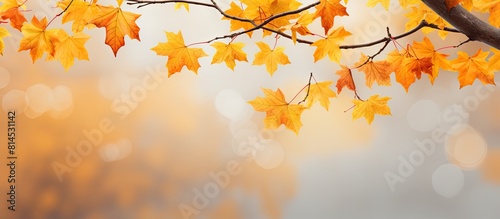 High quality photo of autumn maple leaves on a branch with bare tree branches in the background The yellow foliage provides a natural background with copy space for customization