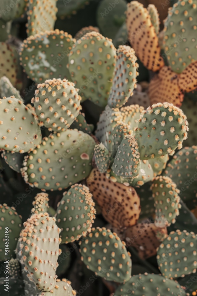 Minimalist cactus, desert aesthetic, muted pastel tones Minimalist cactus, desert aesthetic, muted pastel tones