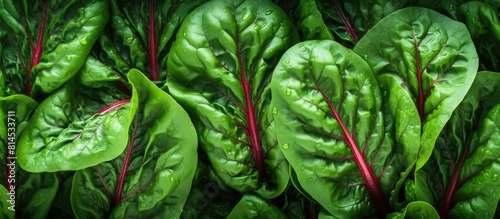 A horizontal image shows a top view of swiss chard leaves which are leafy green vegetables rich in fiber and antioxidants The flat lay composition leaves enough empty space for adding text or other e