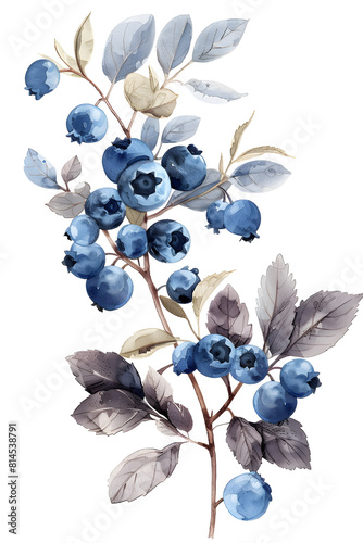 Watercolor painting of blueberries and leaves on white background photo