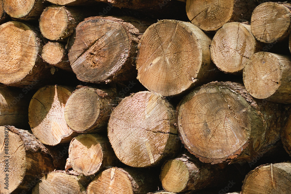 Stack of logs basking in sunlight, prepared for stacking. Stack of logs basking in sunlight, prepared for stacking.