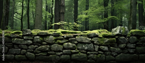 An image of a moss covered ...