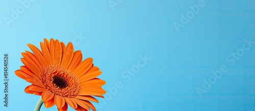 A Gerbera daisy in an orange hue is positioned on the right side of a vibrant blue background creating a visually appealing copy space image