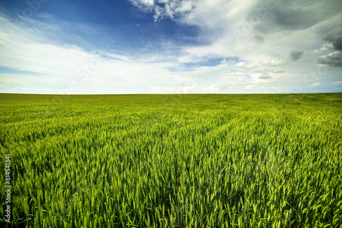 Expansive green wheat field stretching under a dramatic cloudy sky  depicting rural beauty