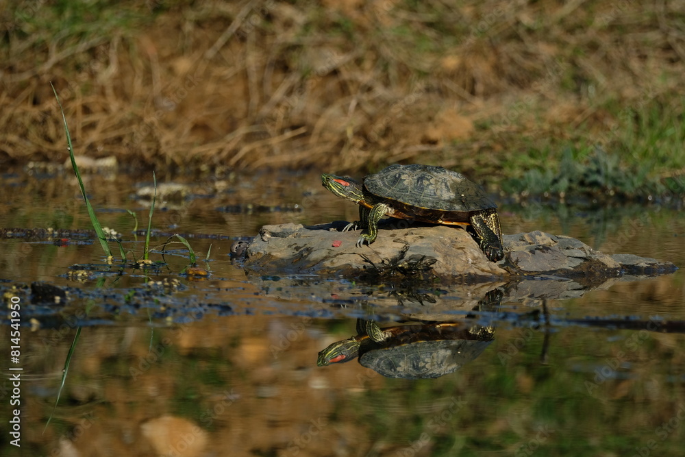 Water turtle sunbathing on the lake. Istanbul Türkiye Water turtle sunbathing on the lake. Istanbul Türkiye