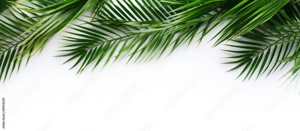 A copy space image featuring coconut leaves against a white background
