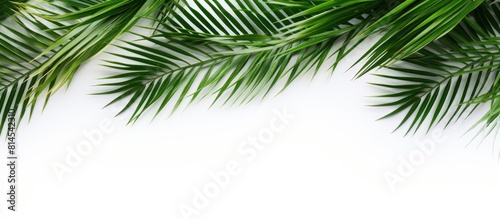 A copy space image featuring coconut leaves against a white background