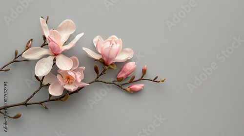 Beautiful blooming magnolia branch isolated