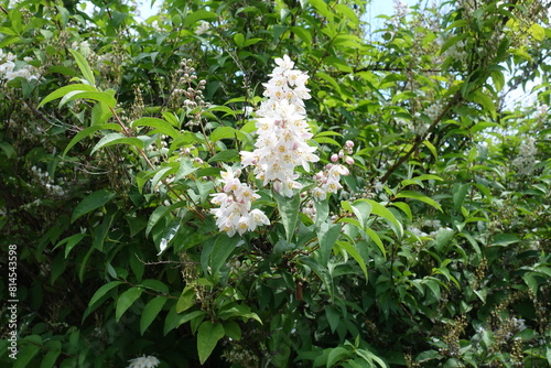 Buds and flowers of pinkish white crenate deutzia in mid June photo