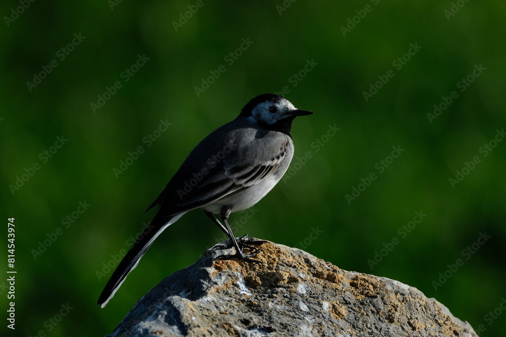 The white wagtail (Motacilla alba) is a small passerine bird in the family Motacillidae, which also includes pipits and longclaws. The white wagtail (Motacilla alba) is a small passerine bird in the family Motacillidae, which also includes pipits and longclaws.