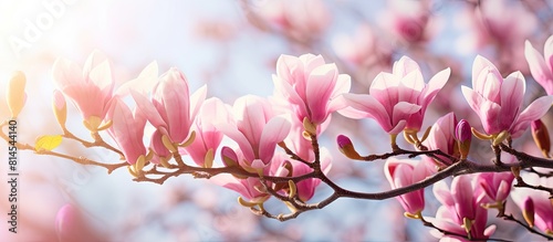 A stunning image captures the vibrant magnolia flowers on tree branches illuminated by natural sunlight leaving room for additional content