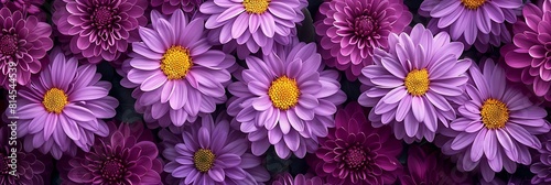 Large purple flowers of Chrysanthemum  Autumn garden flower  Landscape design  Chrysanthemum pattern in flowers garden realistic nature and landscape