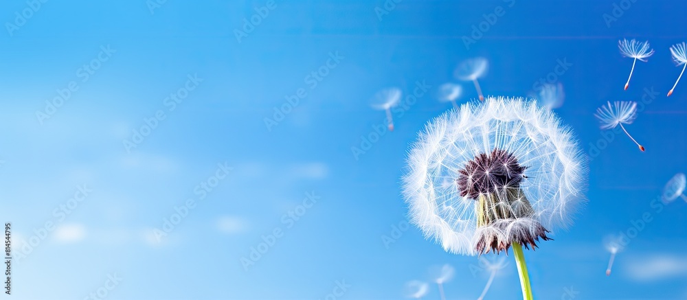 Obraz premium A beautiful dandelion flower with delicate seeds in a macro close up on a clear blue sky background. with copy space image. Place for adding text or design