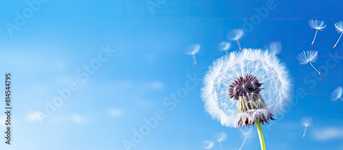 A beautiful dandelion flower with delicate seeds in a macro close up on a clear blue sky background. with copy space image. Place for adding text or design