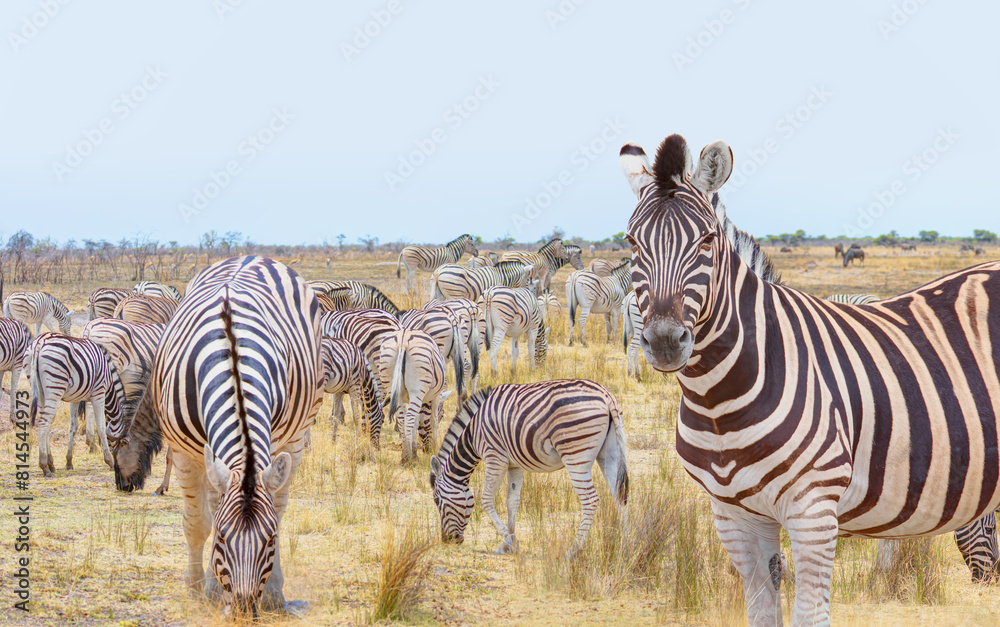 Naklejka premium Zebra standing in yellow grass on Safari watching, Africa savannah - Etosha National Park, Namibia