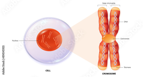 Cell and Chromosome structure. Centromere, Telomere and Sister chromatids. DNA (Deoxyribonucleic Acid). 