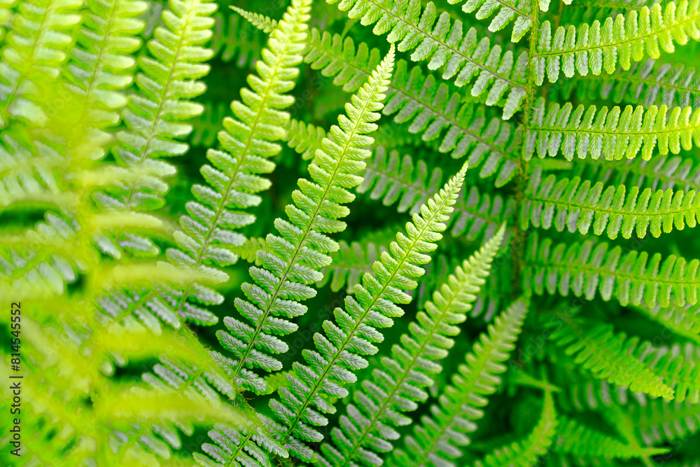 Close-up of beautiful fern at garden at Swiss City of Zürich on a sunny afternoon. Photo taken May 13th, 2024, Zurich, Switzerland. Close-up of beautiful fern at garden at Swiss City of Zürich on a sunny afternoon. Photo taken May 13th, 2024, Zurich, Switzerland.