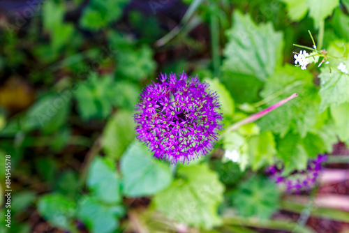 Purple blossom of Allium Giganteum Regel flower at Swiss City of Zürich on a sunny afternoon. Photo taken May 13th, 2024, Zurich, Switzerland. photo