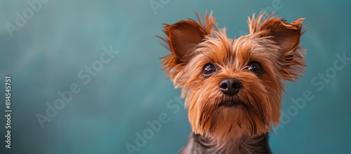 Small Brown Dog Sitting on Table