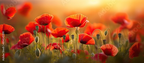 Summer flowers in a poppy field with a close up of vibrant red poppies illuminated by sunlight creating a natural background Perfect for a copy space image