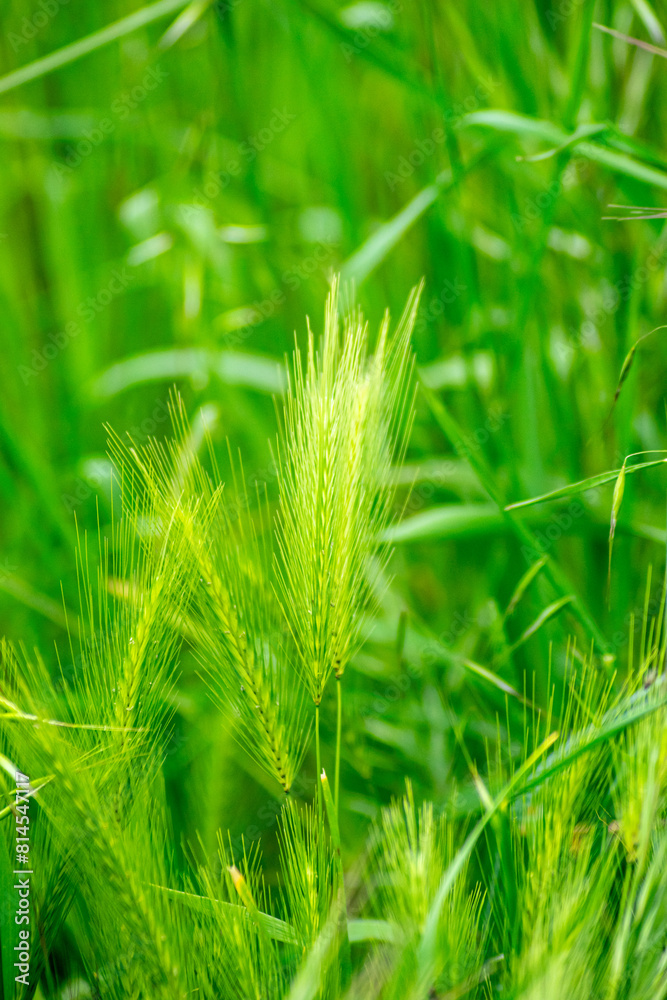 ear of false barley on a field in springtime, Hordeum murinum green background ear of false barley on a field in springtime, Hordeum murinum green background