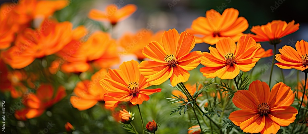 Copy space image of vibrant Orange cosmos flowers belonging to the Compositae family in a garden Copy space image of vibrant Orange cosmos flowers belonging to the Compositae family in a garden