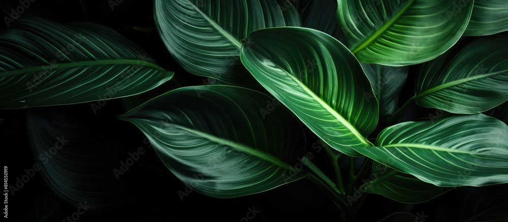 Beautiful dark green leaves of Homalomena are shown in a close up copy space image with light and shadow creating an alluring contrast against a dark background Beautiful dark green leaves of Homalomena are shown in a close up copy space image with light and shadow creating an alluring contrast against a dark background