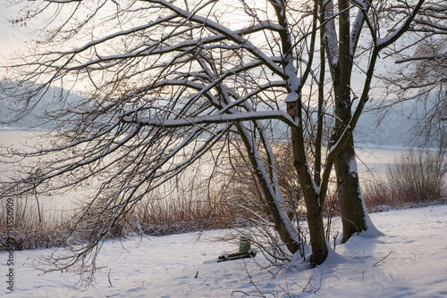Baum mit Nistkasten, Schnee am Hennesee, Hennetalsperre, Naturpark Sauerland-Rothaargebirge, Meschede, Sauerland, Nordrhein-Westfalen, Deutschland, Europa